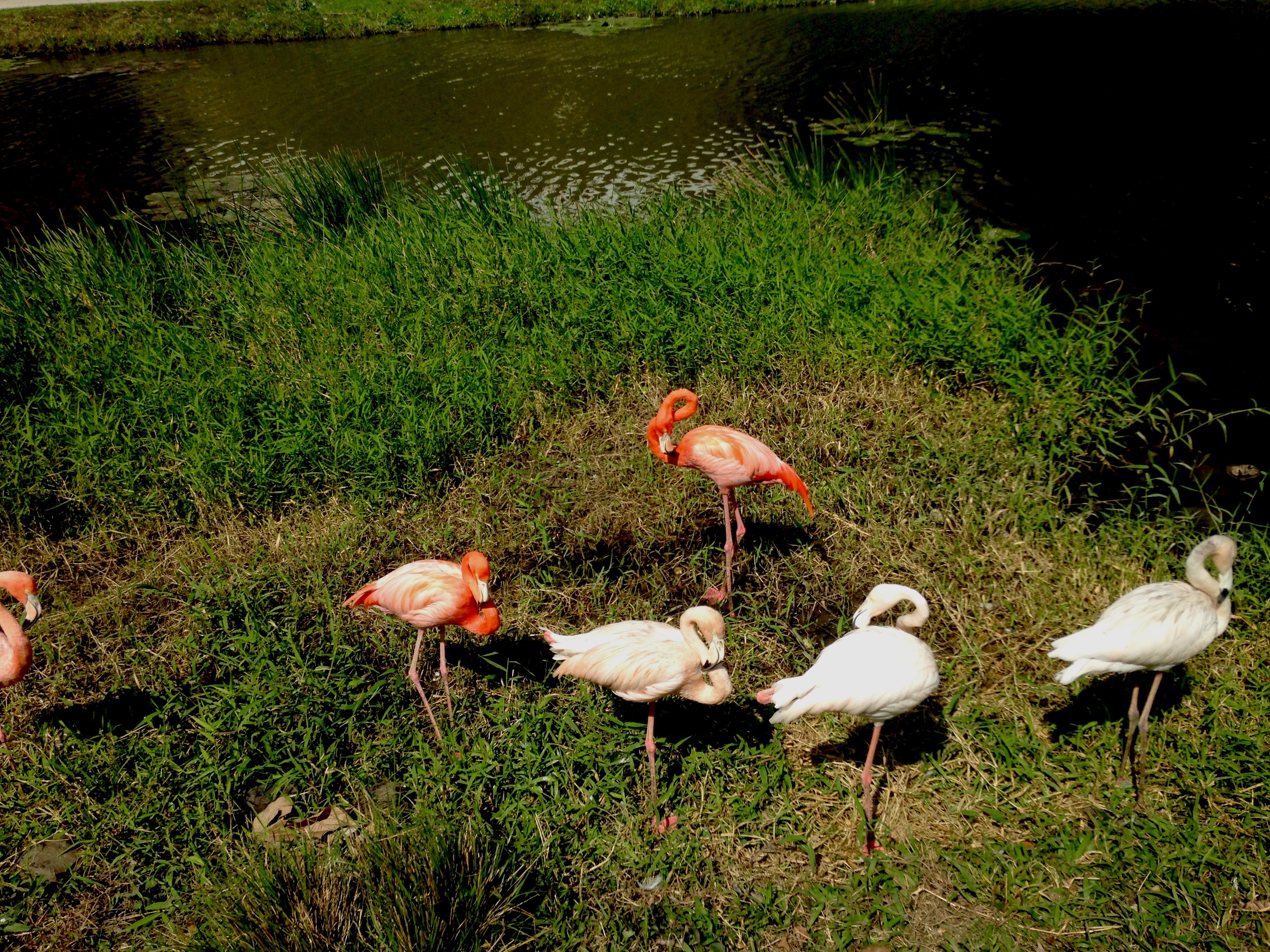 Flamingos at las Terrazas  a small community and nature reserve in the municipality of Candelaria.